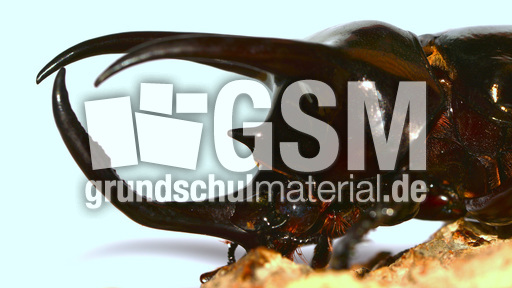 Dreihornkäfer (07).jpg